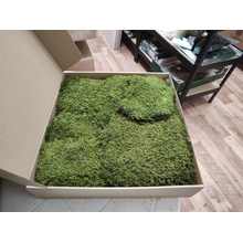 Skalný mach - Rock moss