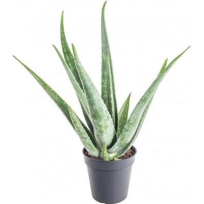 Aloe pravá, Aloe Vera, průměr květináče 12- 13 cm