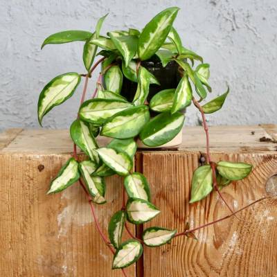 Hoya carnosa Tricolor