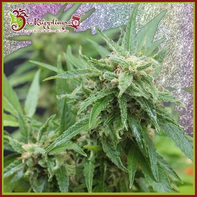 Dr. Krippling Seeds Blue Tease AUTO semena neobsahují THC 1 ks