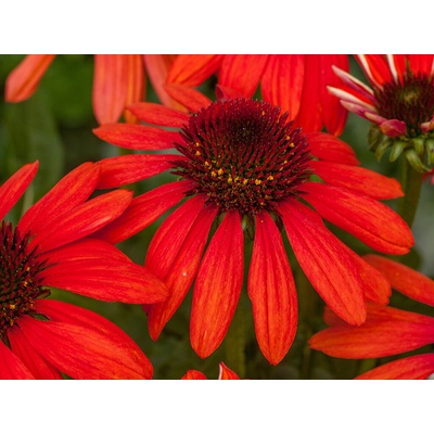 Echinacea purpurová Red Pearl