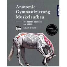 Anatomie, Gymnastizierung, Muskelaufbau