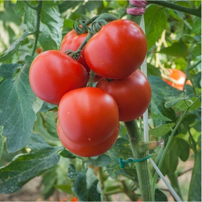 Rajče Harzfeuer F1 - Solanum lycopersicum - semena - 6 ks