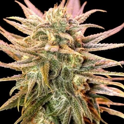 Spliff Seeds Gold Bar Kush semienka neobsahujú THC 3 ks