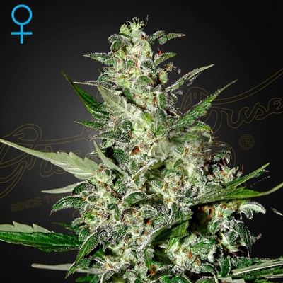 Green House Seeds Super Critical AUTO semena neobsahují THC 1 ks