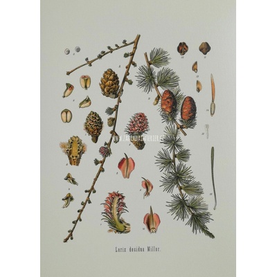 Tisk na uměleckém papíru Larix 28 cm x 43 cm
