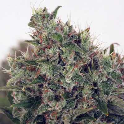 Ministry of Cannabis Ultra White Amnesia semienka neobsahujú THC 2 ks