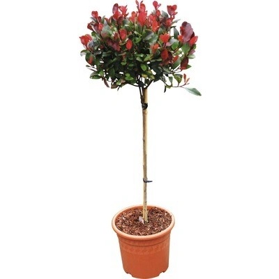 Červienka zakrpatená na kmienku FloraSelf 'Little Red Robin' kmeň 40 cm kvetináč 6 l