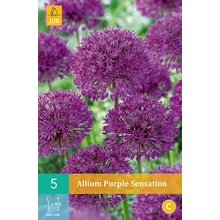 Jub Česnek Allium Purple Sensation "B" (5 cibulí)