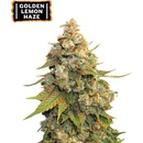 Seedstockers Golden Lemon Haze semena neobsahují THC 1 ks