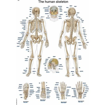 Anatomický plagát Erler Zimmer - Kostra človeka 50 x 70 cm | EN, LA