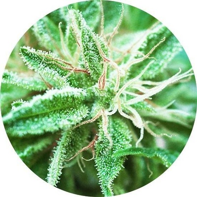 Top Tao Seeds Sativa Samadhi regular semena neobsahují THC 10 ks