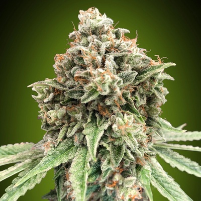 00 Seeds Bank Sweet Critical Fast semienka neobsahujú THC 3 ks