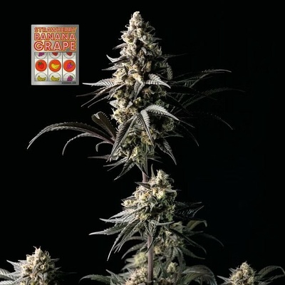 SEEDSMAN Strawberry Banana Grape semienka neobsahujú THC 3 ks