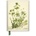 Flame Tree Publishing RBGE: Charlotte Cowan Pearson: Stitchworts, Woodruff and Pepperwort (Foiled Journal) | Flame Tree Studio