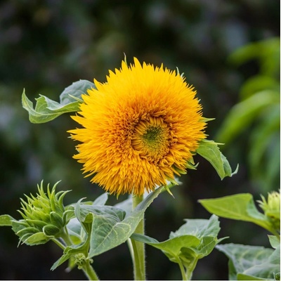 Slnečnica Sonnengold - Helianthus annuus - semená slnečnice - 15 ks