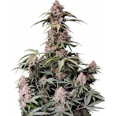Fastbuds Amnesia Zkittlez Auto semienka neobsahujú THC 100 ks