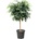 Ficus benjamina Danielle stem 36x150 cm