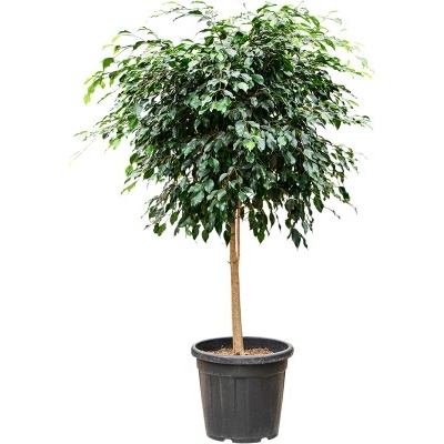 Ficus benjamina Danielle stem 36x150 cm