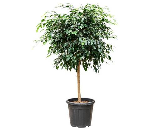 Ficus benjamina Danielle stem 36x150 cm