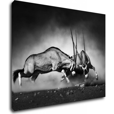Impresi Obraz Antilopy čiernobiele - 90 x 70 cm