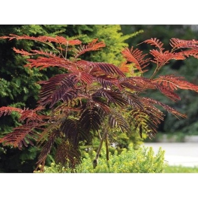 Albízia čokoládová (Albizia julibrissin) ´CHOCOLATE FOUNTAIN´ ® - výška 20-30 cm, kont. C2L