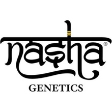 Nasha Genetics CREAM LINE Auto Gorilla Glue 4.0 semena neobsahují THC 10 ks