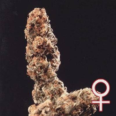 KC Brains Seeds Afghani Special semena neobsahují THC 5 ks