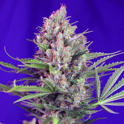 Sweet Seeds Cream Mandarine F1 Fast Version semienka neobsahujú THC 3 ks