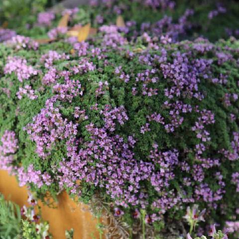 Poni Veni® Thymus 'Minor' - dúška od 5,29 € - Heureka.sk