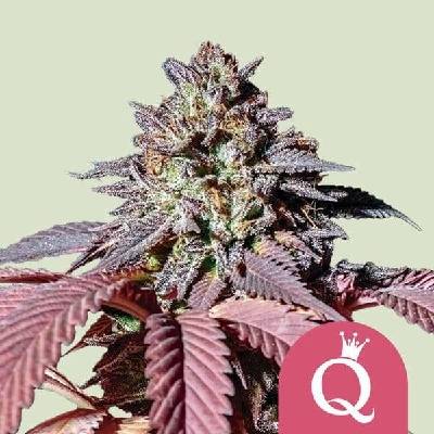 Royal Queen Seeds Purple Queen semena neobsahují THC 1 ks