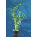 Bacopa monnieri
