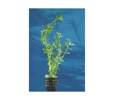 Bacopa monnieri