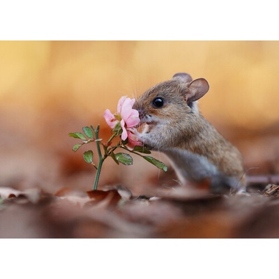 (B) 3D pohľadnica Flower Mouse