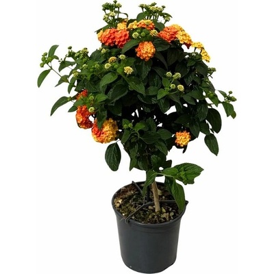 Lantana Simon Orange na kmienku, výška 30-40cm, kvetináč 14 cm