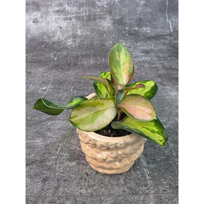 Hoya Australis Trikolor mini (Voskovka mini)