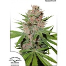Dutch Passion Passion Fruit semena neobsahují THC 10 ks