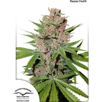 Dutch Passion Passion Fruit semena neobsahují THC 10 ks