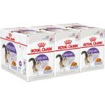 Royal Canin Sterilised Jelly консерви за кастрирани котки в желе 36 x 85 г