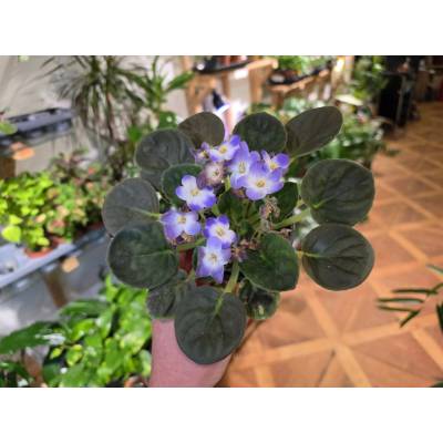 PlantBros flower Africká fialka-Saintpaulia ionantha Farba: Modro biela