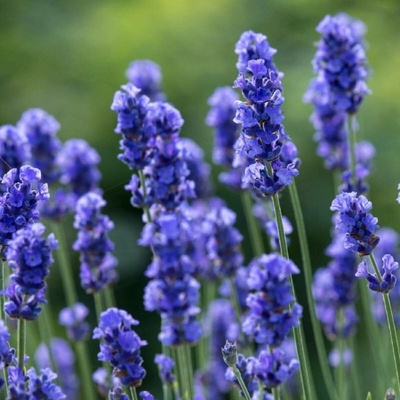 Levandule lékařská Provence Lavandula angustifolia semena levandule 15 ks