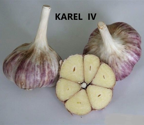 Cesnek Sadbovy Karel (Před výsadbou, česneku Karel, pěstování česneku, česnek Karel, jednotlivé stroužky) Cesnek Sadbovy Karel