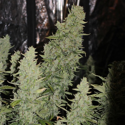 Doctor's Choice Niagara semienka neobsahujú THC 3 ks
