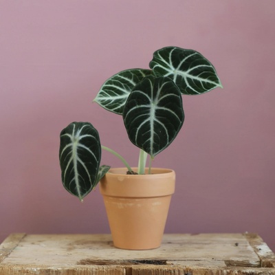 Alocasia Ninja baby
