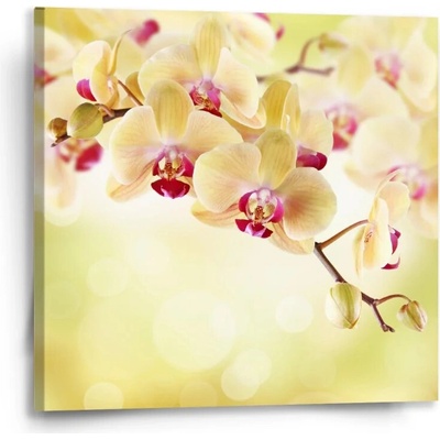 Sablio Obraz Orchidej 2 - 50x50 cm