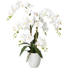 Orchidea biela v kvetináči, 67cm