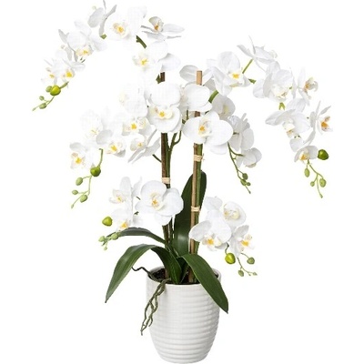 Orchidea biela v kvetináči, 67cm