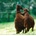 Animals In Love