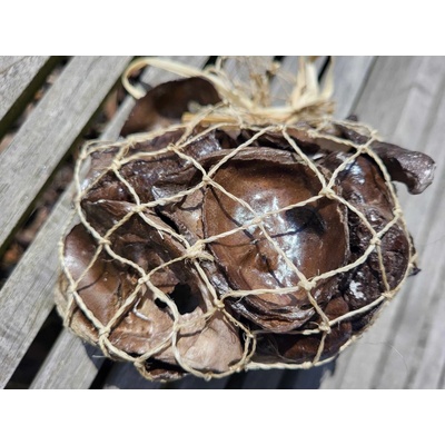 Dijk Natural Collection Mušle Oyster shell hnědá 250 g