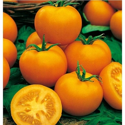 Paradajka kolíková Zlatá kráľovná - Solanum lycopersicum - Semená rajčiaka - 10 ks